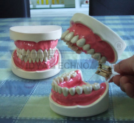 Teeth care model with 28pcs of separate tooth model